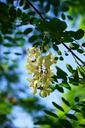 flowers-inflorescence-white-737063.jpg