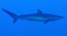 silky-shark-shark-curious-marine-541863.jpg