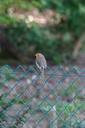 robin-bird-fence-sitting-nature-386438.jpg