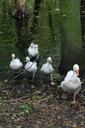 geese-flock-nature-water-park-407517.jpg