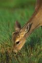 Key deer grazing odocoileus virginian clavium.jpg