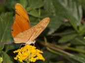 butterfly-flower-insect-nature-1610878.jpg