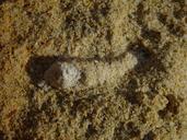 Fossil root in limestone wanneroo beach.jpg