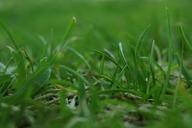 grass-nature-artistic-photos-627866.jpg