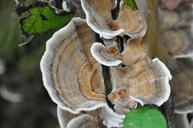 cep-collection-wood-forest-fall-1271718.jpg