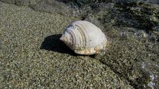 shell-beach-sea-sand-summer-water-1584474.jpg