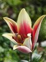 lily-stem-flower-plant-blossom-649464.jpg