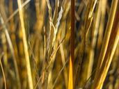 grass-yellow-leaves-meadow-leaf-569255.jpg