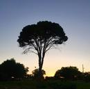 dusk-evening-park-tree-green-979141.jpg