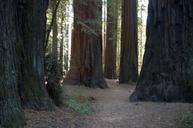 california-giant-redwoods-tree-975937.jpg