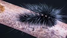 caterpillar-insect-prickly-hairy-399138.jpg