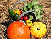 thanksgiving-pumpkins-cucumbers-1632742.jpg