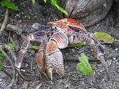 crab-coconut-macro-beach-wildlife-649568.jpg