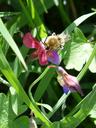 drone-flower-libar-antennas-insect-1328493.jpg