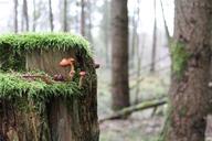 forest-mushrooms-autumn-nature-667530.jpg