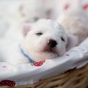 pets-bichon-puppy-1069547.jpg