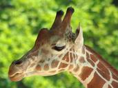 giraffe-zoo-animal-close-head-537132.jpg