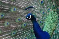 peacock-colorful-feather-plumage-1042066.jpg