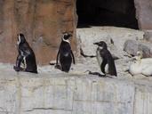 penguins-samrec-travel-1536553.jpg