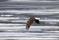 Bald_eagle_flying_above_Lewis_Lake.jpg