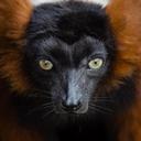 lemur-red-ruffed-portrait-head-949428.jpg