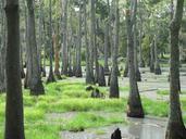 swamp-marsh-wetland-trees-greenery-355057.jpg