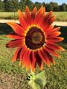 red-sunflower-red-sunflower-spring-650532.jpg