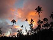 coconut-tree-sunrise-hawaii-466474.jpg