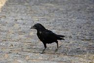 raven-black-bird-fauna-animal-807988.jpg