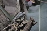 pet-lizard-protective-coloration-713955.jpg