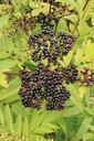 berries-black-danewort-ebulus-87787.jpg