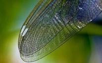 dragonfly-wing-nature-close-insect-615240.jpg