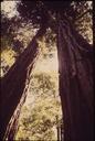 California_-_Redwoods,_Colwell_Redwood_State_Park_-_NARA_-_543449.jpg