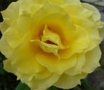 yellow-rose-blooming-flower-summer-681339.jpg