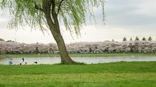 willow-lake-spring-green-grass-1320038.jpg