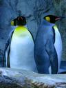 penguins-king-penguin-calgary-zoo-1502915.jpg