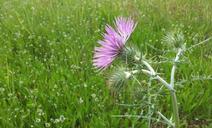 thistle-grassland-portugal-flower-681988.jpg