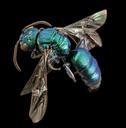 bee_bright_geeen,_m,_argentina,_angle_2014-08-07-16.59.52_ZS_PMax.jpg