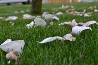 magnolia-white-flowers-plant-108832.jpg