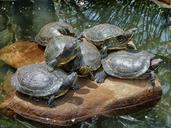 turtles-rock-stream-water-pond-106999.jpg