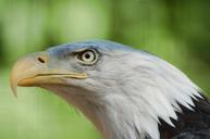 bald-eagle-eagle-bird-nature-512501.jpg