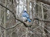 blue-jay-jay-branch-trees-bird-535492.jpg