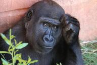 gorilla-primate-animal-africa-1031235.jpg