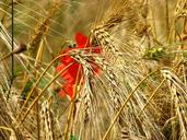 wheat-field-spike-wheat-cornfield-381503.jpg