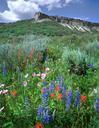 wildflowers-flat-top-colorado-669341.jpg