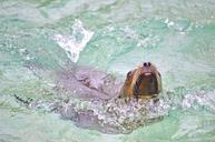 sea-lion-water-swim-play-1460910.jpg