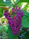 berries-wild-purple-plant-bush-91673.jpg