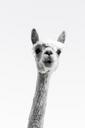 alpaca-long-neck-curious-834127.jpg