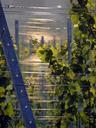 vines-winegrowing-vine-wine-grapes-667421.jpg