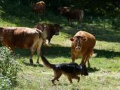 animals-cows-german-shepherd-356646.jpg